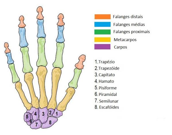 Nomes dos ossos da nossa mão